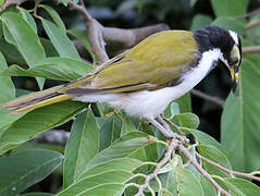 Blue-faced Honeyeater