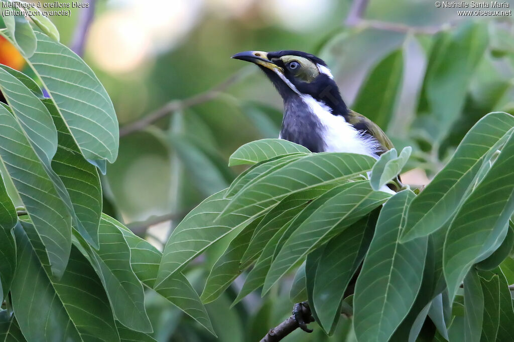 Blue-faced Honeyeater female adult, identification