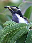 Blue-faced Honeyeater