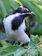 Blue-faced Honeyeater