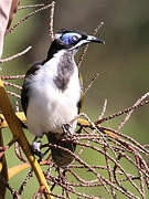 Blue-faced Honeyeater