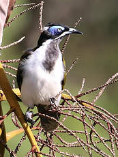 Méliphage à oreillons bleus