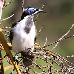 Méliphage à oreillons bleus