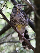 Yellow Wattlebird