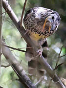 Yellow Wattlebird