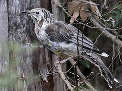 Yellow Wattlebird