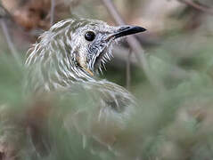 Yellow Wattlebird