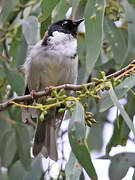 Black-headed Honeyeater