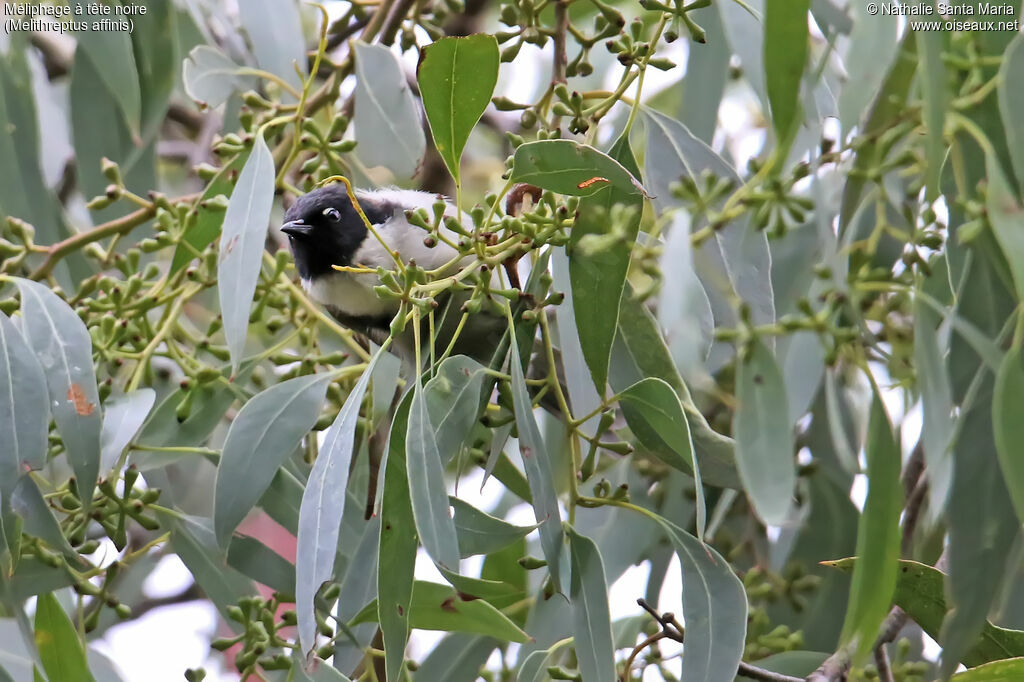 Black-headed Honeyeateradult, identification