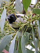 Black-headed Honeyeater