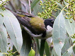 Black-headed Honeyeater