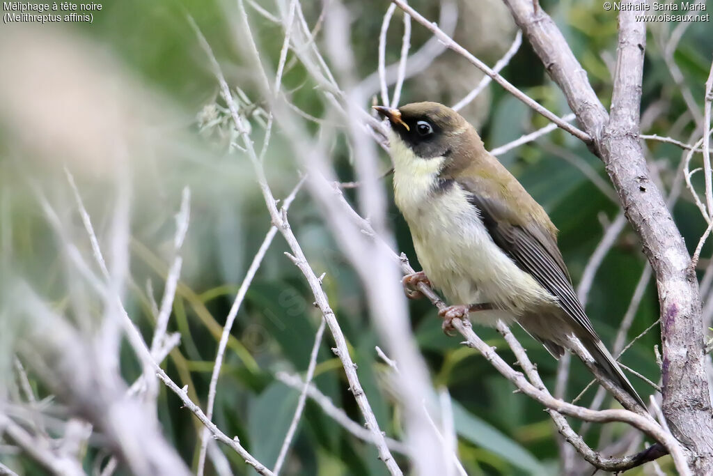 Black-headed Honeyeaterjuvenile, identification