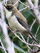 Black-headed Honeyeater