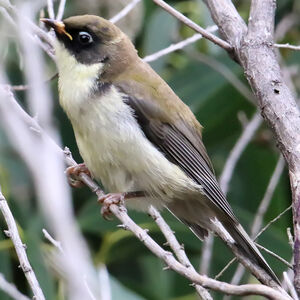 Méliphage à tête noire