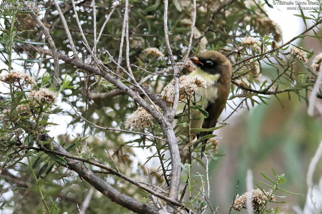 Black-headed Honeyeaterjuvenile, identification