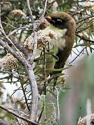 Black-headed Honeyeater