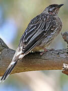 Red Wattlebird