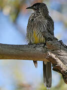 Red Wattlebird