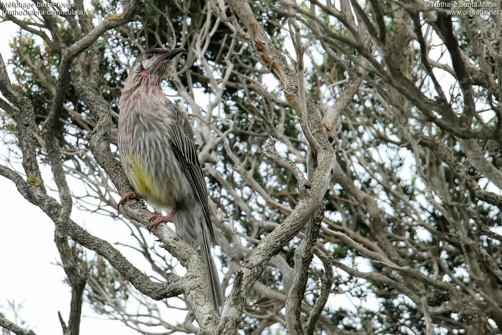 Red Wattlebirdadult, identification