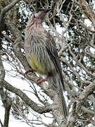 Red Wattlebird