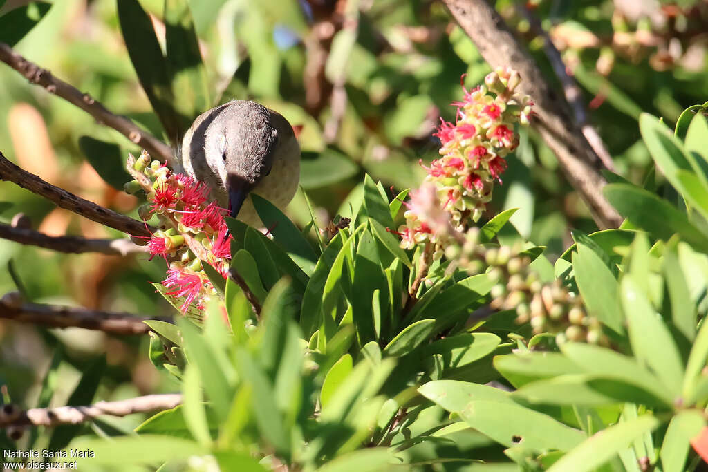 Brown Honeyeateradult, eats