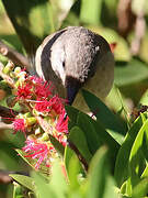 Brown Honeyeater