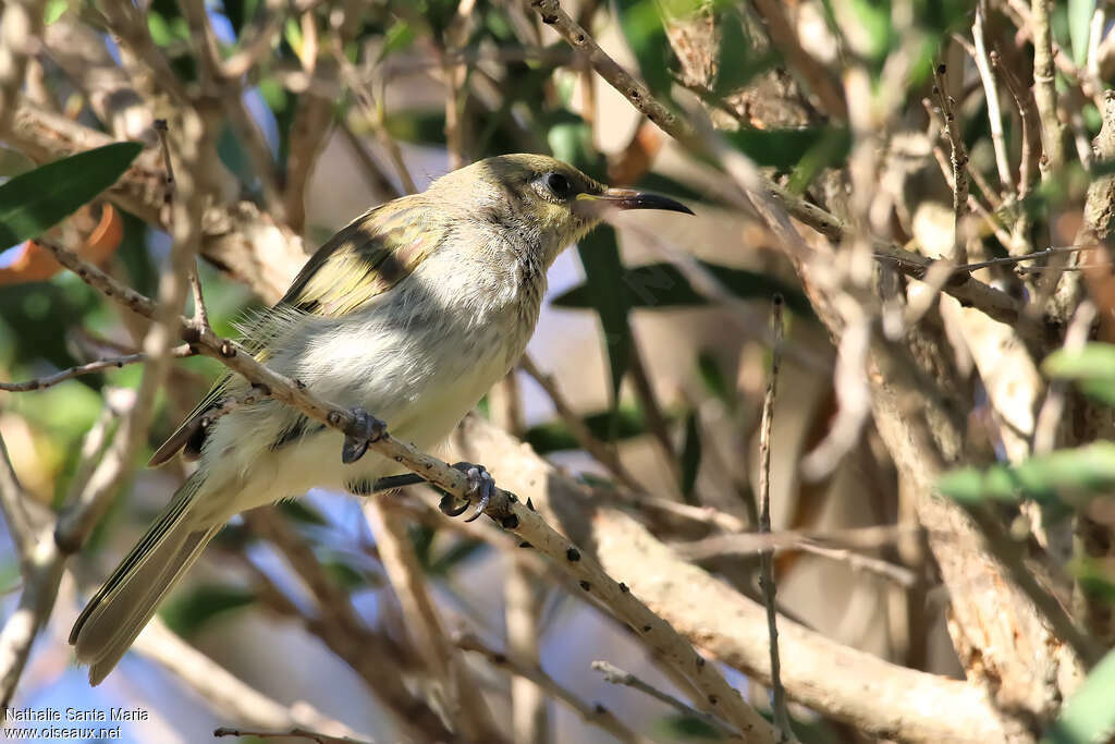 Brown Honeyeaterimmature, identification