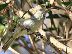 Brown Honeyeater