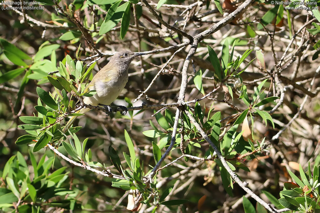 Brown Honeyeater male adult breeding, identification