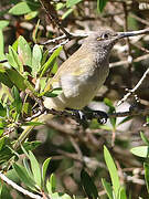 Brown Honeyeater