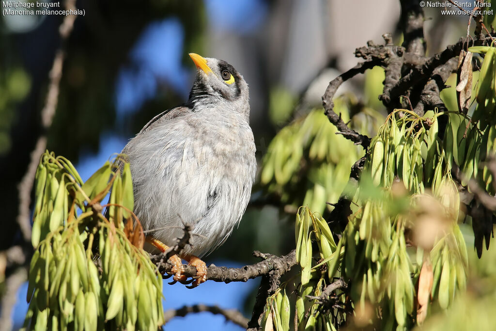 Noisy Mineradult, identification