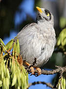 Noisy Miner