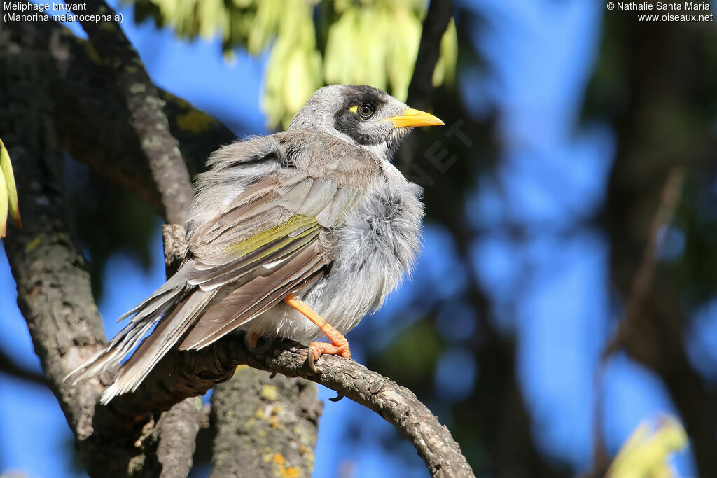 Noisy Mineradult, identification