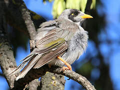 Noisy Miner