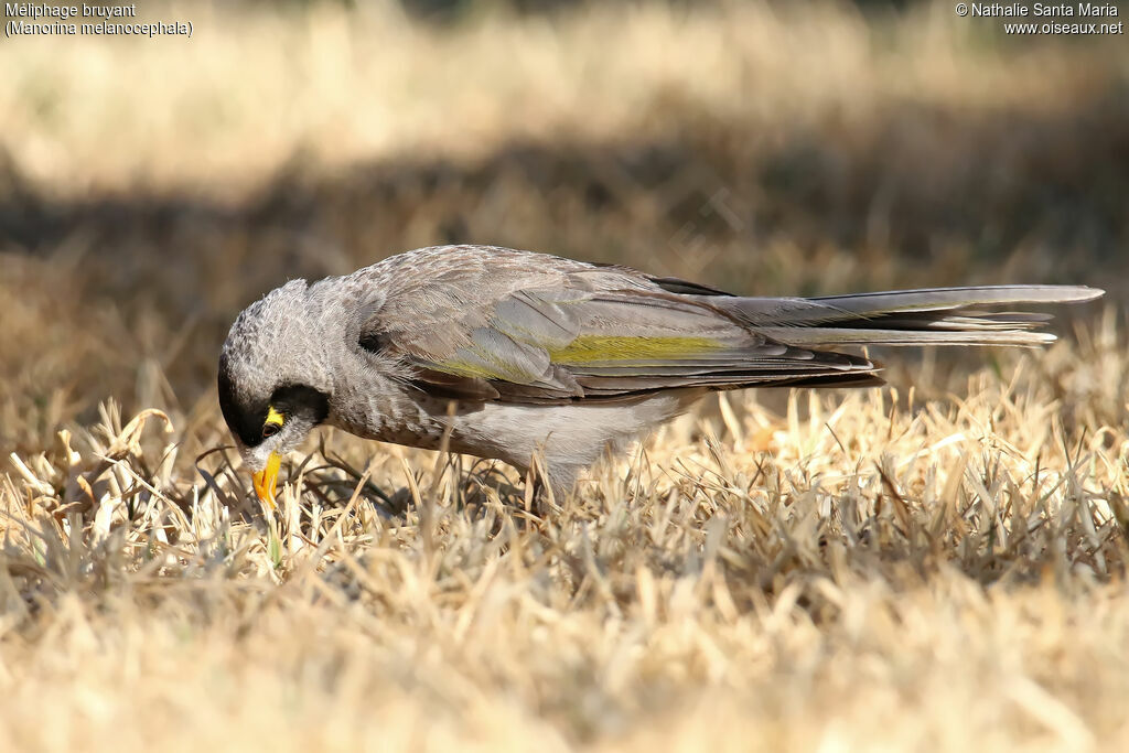 Méliphage bruyantadulte, habitat, pêche/chasse