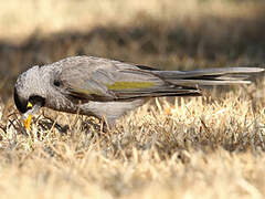 Noisy Miner