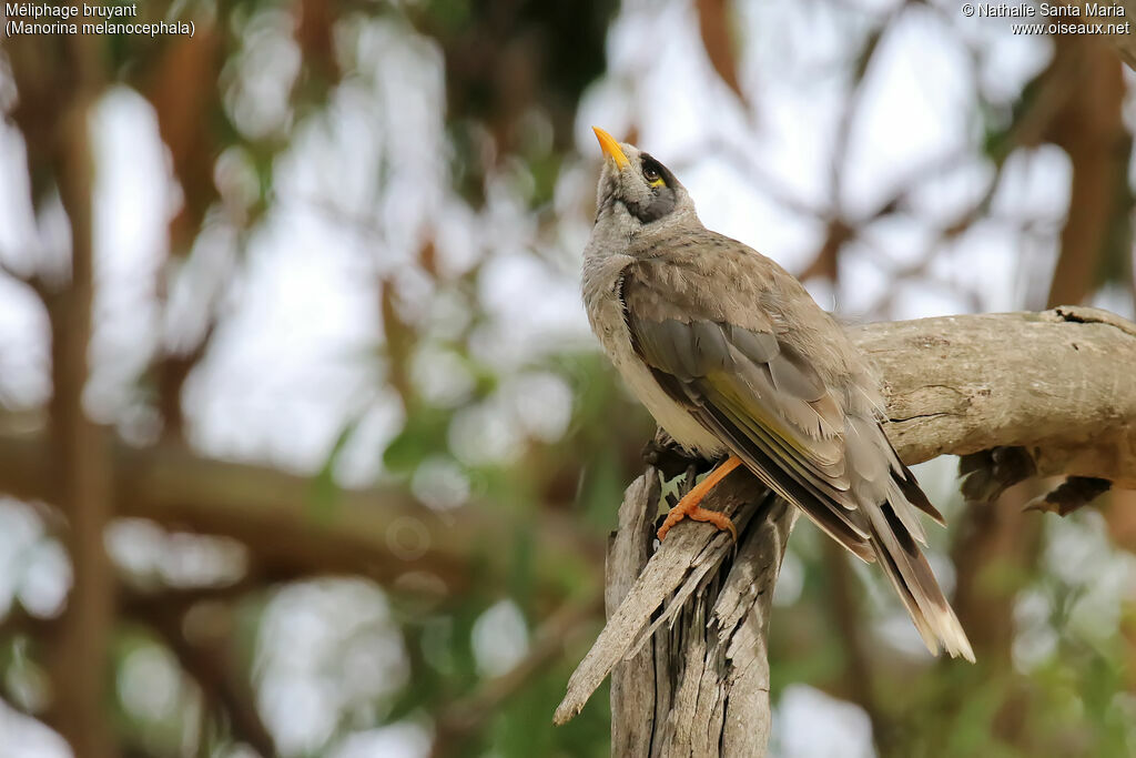 Noisy Mineradult, habitat