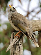 Noisy Miner