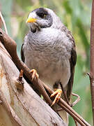 Noisy Miner