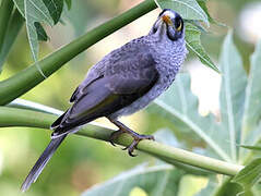 Noisy Miner