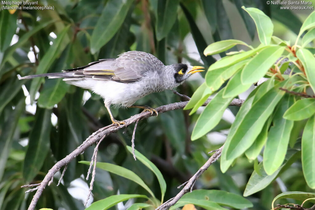 Noisy Mineradult, identification