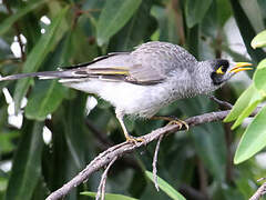 Noisy Miner