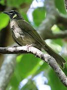 Lewin's Honeyeater