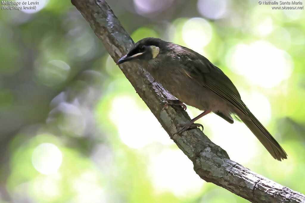 Lewin's Honeyeaterjuvenile, identification