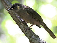 Lewin's Honeyeater