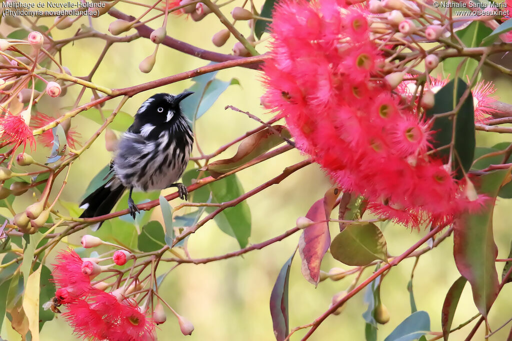 New Holland Honeyeateradult, identification