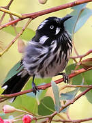 New Holland Honeyeater