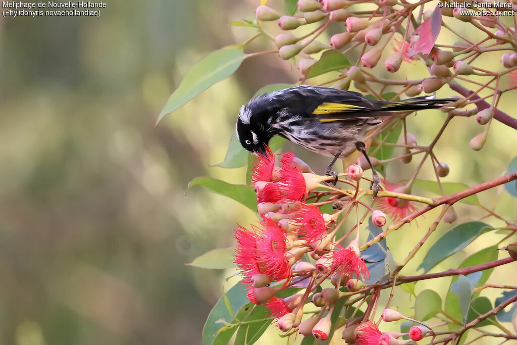 New Holland Honeyeateradult, identification, feeding habits