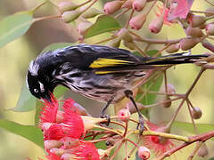 New Holland Honeyeater