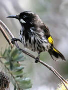 New Holland Honeyeater